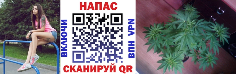 Шишки марихуана семена  kraken   Луза 